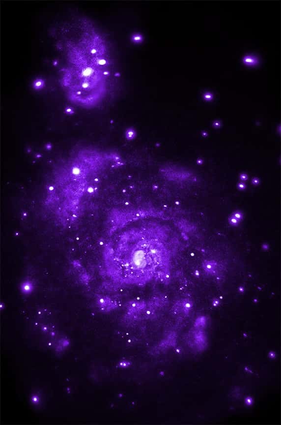 Des astronomes ont compilé plus de 900.000 secondes d’observation, échelonnées sur une décennie, de la galaxie du Tourbillon (M51) distante de seulement 30 millions d’années-lumière. Au lieu de la centaine de sources de rayonnement X débusquées auparavant, le nouveau sondage des entrailles flamboyantes des deux galaxies en a révélé plus de 500. © Nasa, STScI, CXC, <em>Wesleyan University</em>, Roy KilgardHyperactivité X au cœur du maelstrom de la galaxie M51Sensible au rayonnement X, le télescope spatial Chandra a donc fait parler les sources d’activité les plus intenses qui jalonnent les deux galaxies. Le dernier recensement en a relevé environ 500 (contre 100 précédemment) au travers de sondages totalisant plus de 900.000 secondes d’observation. La plupart de ces sources sont liées à des <a title="Une supernova explose dans la galaxie du Tourbillon !" href="//www.futura-sciences.com/magazines/espace/infos/actu/d/astronomie-supernova-explose-galaxie-tourbillon-30645/">supernovae</a> situées dans ou à proximité des innombrables nuages moléculaires qu’elles arborent.Rappelons que le rapprochement des deux galaxies a considérablement décuplé la fécondité des nébuleuses. En témoigne le nombre élevé d’étoiles binaires à rayonnement X (<em>X-ray binaries</em> ou XRB) qui y figurent. Ce sont des paires d’astres généralement constituées d’une étoile à neutrons (très compacte) et d’une étoile plus ordinaire, laquelle voit inexorablement sa matière arrachée par la première. Les gaz capturés sont échauffés à plusieurs millions de degrés et provoquent d’intenses flambées aussitôt (avec 30 millions d’années de retard, ici, pour nous), remarquées par <a title="M51: Chandra Captures Galaxy Sparkling in X-rays" target="_blank" href="http://chandra.harvard.edu/photo/2014/m51/">Chandra</a>. Pour les astronomes, une dizaine de cas cachent un trou noir et huit d’entre eux lapent la matière d’une étoile plus massive que notre Soleil.Actuellement beaucoup plus tranquille, la Voie lactée connaîtra (et a connu plusieurs fois) un sort comparable lors de sa <a title="Voie lactée et Andromède : collision dans 4 milliards d'années..." href="//www.futura-sciences.com/magazines/espace/infos/actu/d/astronomie-voie-lactee-andromede-collision-4-milliards-annees-39102/">rencontre</a> à venir avec notre grande voisine, la <a title="Les galaxies naines d'Andromède défient la matière noire" href="//www.futura-sciences.com/magazines/espace/infos/actu/d/astronomie-galaxies-naines-andromede-defient-matiere-noire-48706/">galaxie d’Andromède</a> (M31).