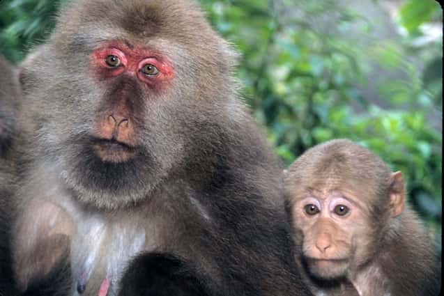 Les macaques et les hommes, deux catarhiniens, auraient divergé plus récemment que ce que l'on pensait. © Wikimedia Commons