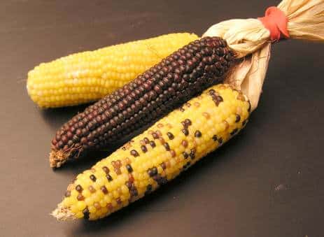 Les chercheurs de l’institut de Technologie de Virginie utilisent les sucres les plus abondants dans les plantes en général et dans le maïs en particulier pour produire de l'hydrogène. Ils réduisent ainsi le coût global de la production d'hydrogène à partir de biomasse. © Tomas Moravec