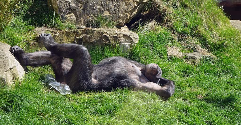 Chez les chimpanzés en captivité, présentant pourtant des facteurs de risque similaires à ceux de l’être humain — inactivité physique, hypertension, taux élevé de lipides dans le sang —, les cas d’athérosclérose restent rares. © Barni1, Pixabay License