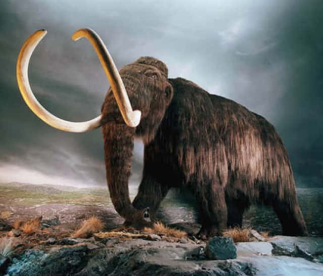 Le mammouth laineux (Mammuthus primigenius) aurait disparu voilà plus de 10.000 ans, mais certains veulent croire que son espèce pourrait être ressuscitée. © Hawkoffire, Flickr, cc by 2.0