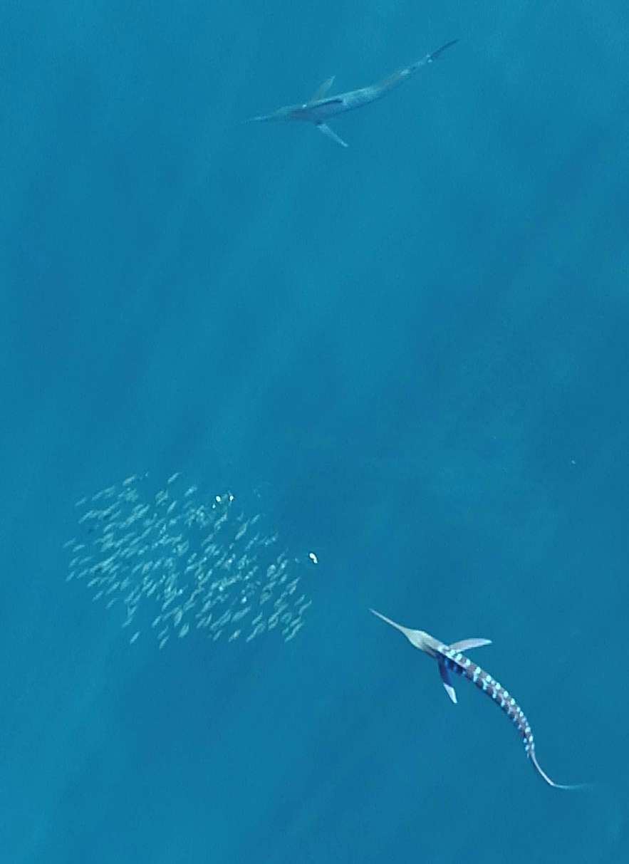 Sur cette photo aérienne, les rayures du marlin qui attaque le banc de poissons apparaissent bien plus marquées que celle de l’autre marlin. © Alicia Burns, Humboldt University