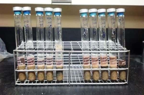 Une des expériences menées dans des tubes avec des bactéries méthanogènes soumises à des cycles de congélation et de décongélation. © Rebecca Mickol