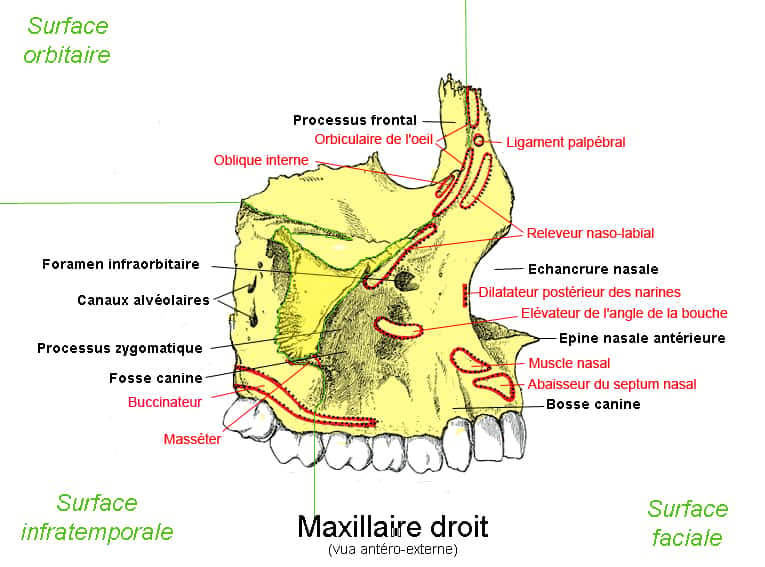 L'Homme possède deux os maxillaires. Ici, un schéma du maxillaire droit. © Berichard, Wikipedia, CC by-sa 3.0