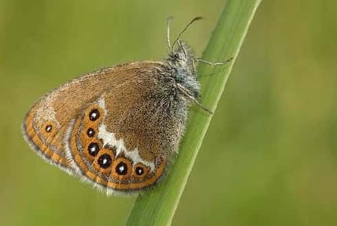 Le mélibée, Coenonympha hero, est un papillon attiré par les prairies de molinie, une graminée. © David Demerges