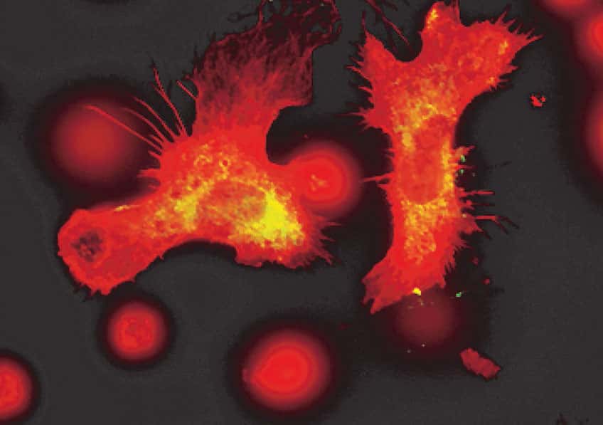 Cellules immunitaires vues par microscopie à fluorescence. Les cellules immunitaires sanguines gardent en mémoire l’information d’infections passées pour ensuite produire davantage de cellules immunitaires comme les macrophages capturés dans cette image. © Sieweke lab/CIML