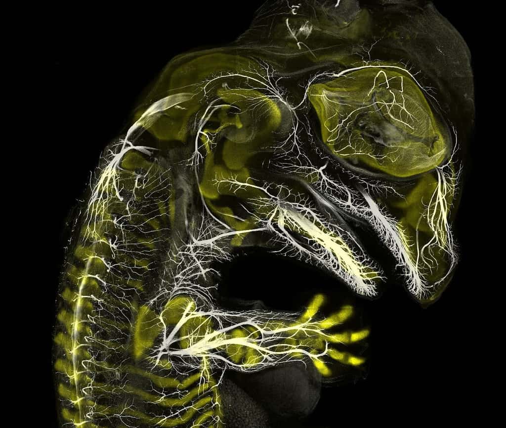Un embryon d’alligator grossit dix fois. © Daniel Smith Paredes, <em>Nikon Small World</em>