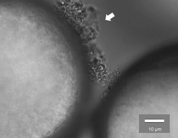 Cette image au microscope montre des biofilms attachés à un microplastique de polyéthylène (PE). Huit espèces différentes de bactéries ont été trouvées hautement enrichies sur les microplastiques par les chercheurs de l’Institut de technologie du New Jersey (États-Unis). Parmi ces espèces, deux agents pathogènes humains émergents, généralement liés à une infection respiratoire, <em>Raoultella ornithinolytica</em> et <em>Stenotrophomonas maltophilia</em>, semblent fréquemment faire de l’auto-stop sur les biofilms microplastiques. © Institut de technologie du New Jersey