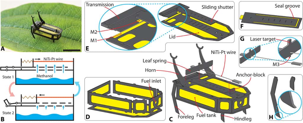 Conception robotique du robot autonome de 88 mg à l'échelle d'insectes alimenté par du carburant. (A) Photographie d'un prototype RoBeetle. (B) Schéma de principe du mécanisme d'actionnement de RoBeetle. (C) Vue éclatée de l'assemblage robotique. (D) Vue éclatée du sous-ensemble du réservoir de carburant. (E) Vue éclatée du couvercle du réservoir, de la transmission et du volet coulissant. (F) Côté inférieur du volet coulissant. (G) Fil composite NiTi-Pt et ressort à lames. (H) Membres antérieurs et postérieurs avec des griffes bioinspirées orientées vers l'arrière. © Yang et AL ., Science Robotics 2020