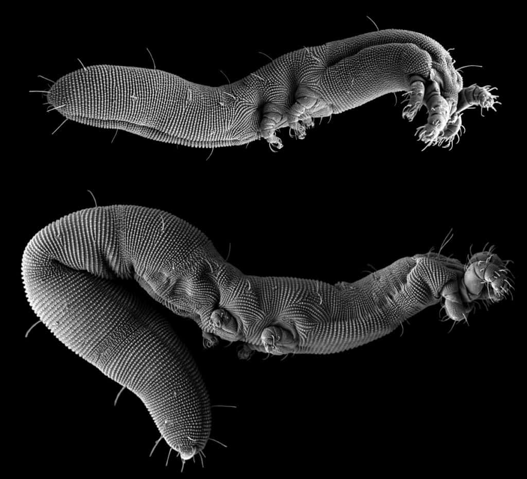 Seul un microscope électronique à balayage permet d'obtenir les détails morphologiques de cette nouvelle espèce d'acariens,<em> Osperalycus tenerphagus</em>, longue d'environ 700 micromètres (0,7 mm). © <em>US Department of Agriculture</em>, <em>Agricultural Research Service</em>, <em>Electron and Confocal Microscopy Unit</em> (Beltsville, Maryland, États-Unis)