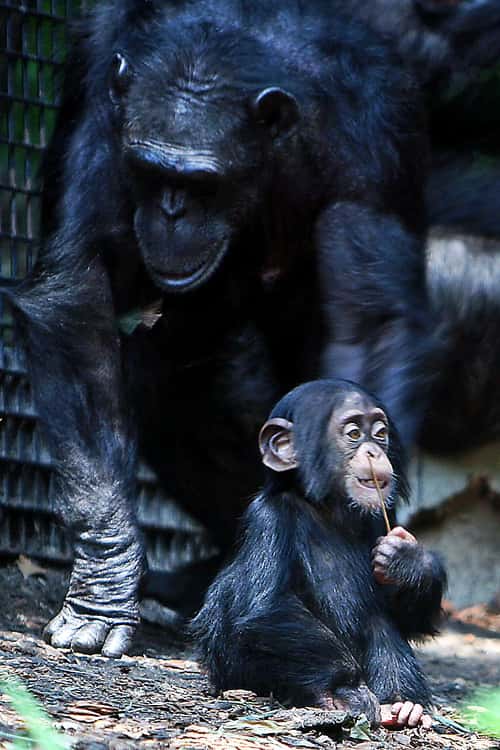 Les petits chimpanzés apprennent dès leur jeune âge à faire des sons qui attirent l'attention de leurs mères. © Steve, Wikimedia Commons, CC by-sa 2.0
