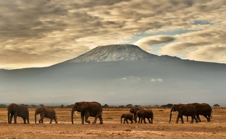 Quelque 30.000 éléphants africains sont victimes chaque année de braconnage. Sur cette photo, prise en novembre 2016, un troupeau d'éléphants dans le parc Amboseli, avec le Kilimandjaro en toile de fond. © Carl de Souza, AFP, Archives 