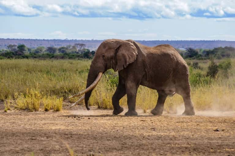 Tim, l'un des plus grands éléphants d'Afrique, dont les défenses touchaient le sol, est mort. Photo prise le 10 septembre 2016. © Paul Obuna, WildlifeDirect, AFP, Archives