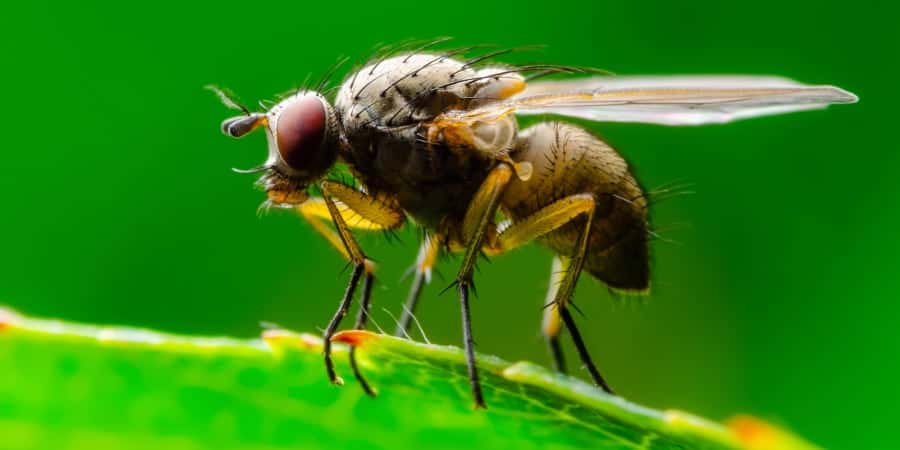 L'étude a porté sur 43 espèces de mouches à fruit (<em>Drosophila</em>). © nechaev-kon, Getty Images