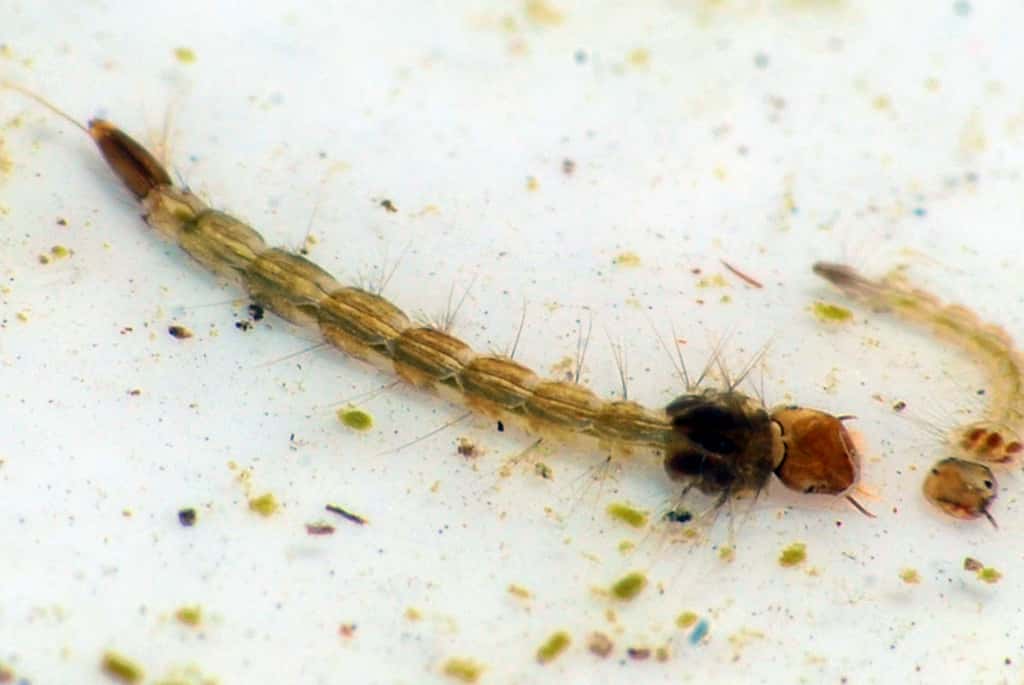 Au stade larvaire, les moustiques n'ont pas d'ailes et ne piquent pas. Mais ils vivent dans l'eau. Détruire les points d'eau stagnante, c'est donc les empêcher de se reproduire. © Larah McElroy, Flickr, cc by nc 2.0