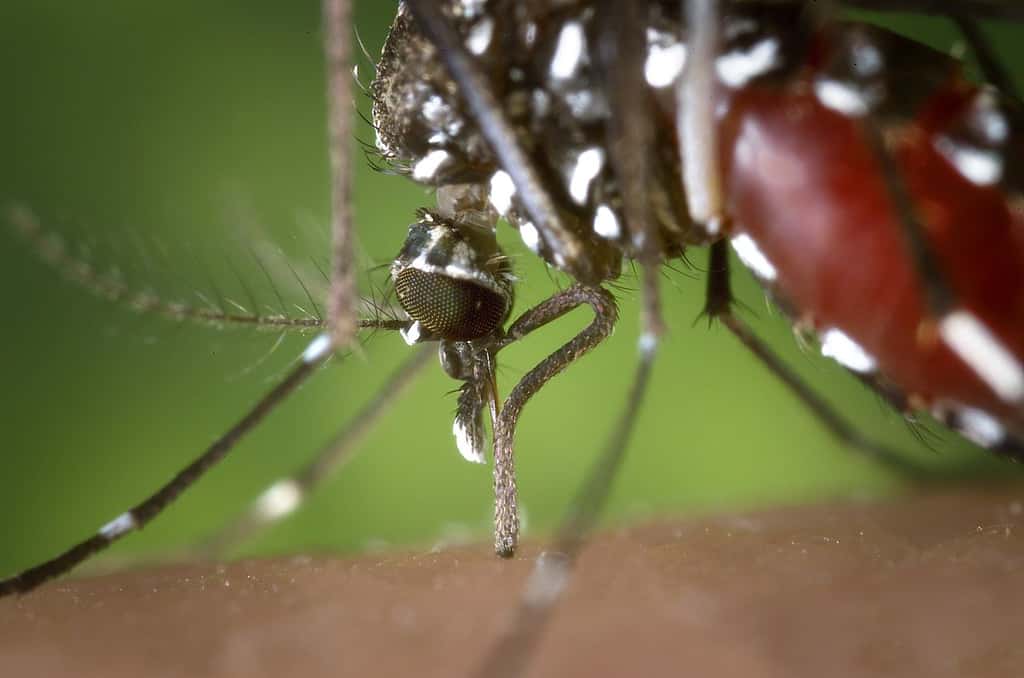 Le moustique-tigre <em>Aedes albopictus</em> constitue l'un des principaux moustiques vecteurs de la dengue. Surtout ne pas les laisser s'approcher au Brésil. © James Gathany, CDC, DP