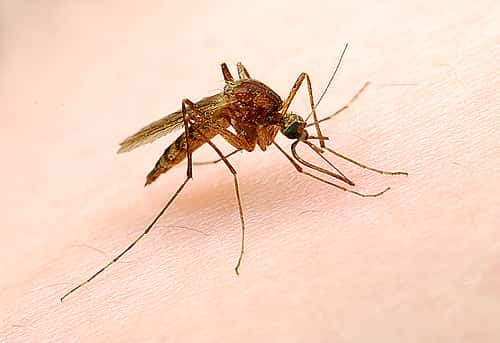 Les moustiques survivent aux gouttes d'eau. Pas si surprenant de la part d'un animal dont la larve est aquatique ! © StoneHorse Studios, Flickr, cc by nc sa 2.0