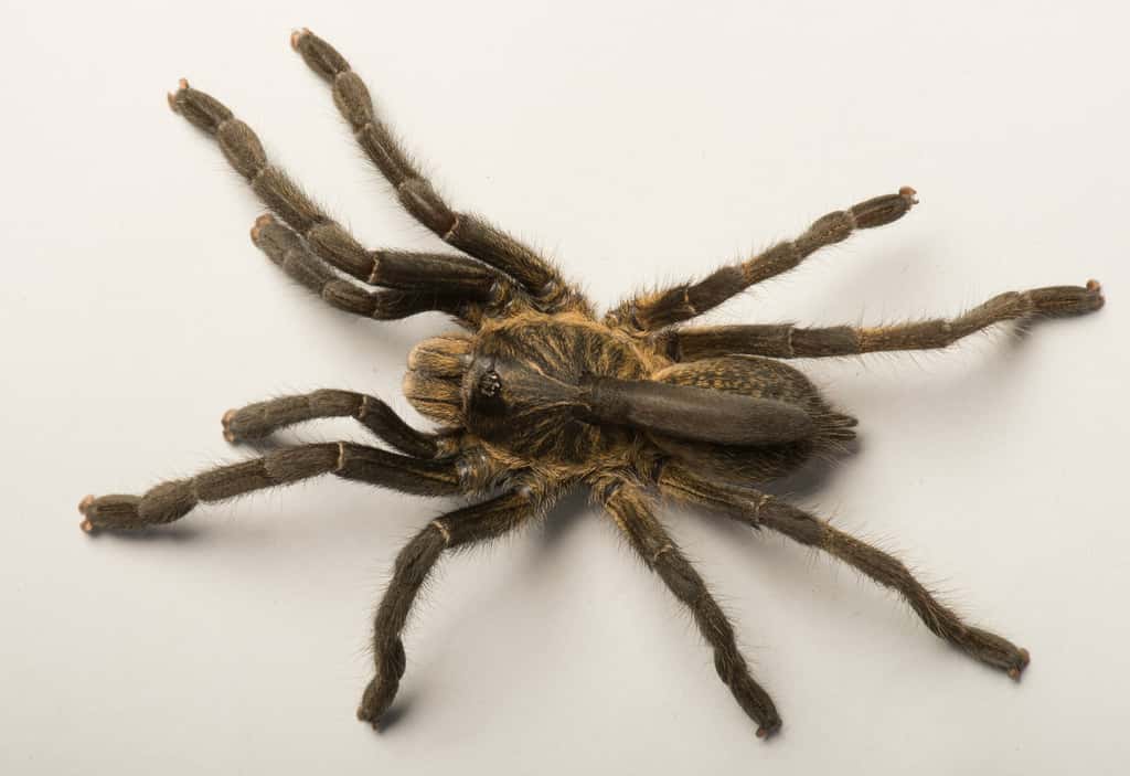 La protubérance sur le dos de <em>Ceratogyrus attonitifer</em> est molle et membraneuse de son vivant. Elle se ratatine lorsque l’araignée meurt. © Ian Enelbrecht, université de Pretoria