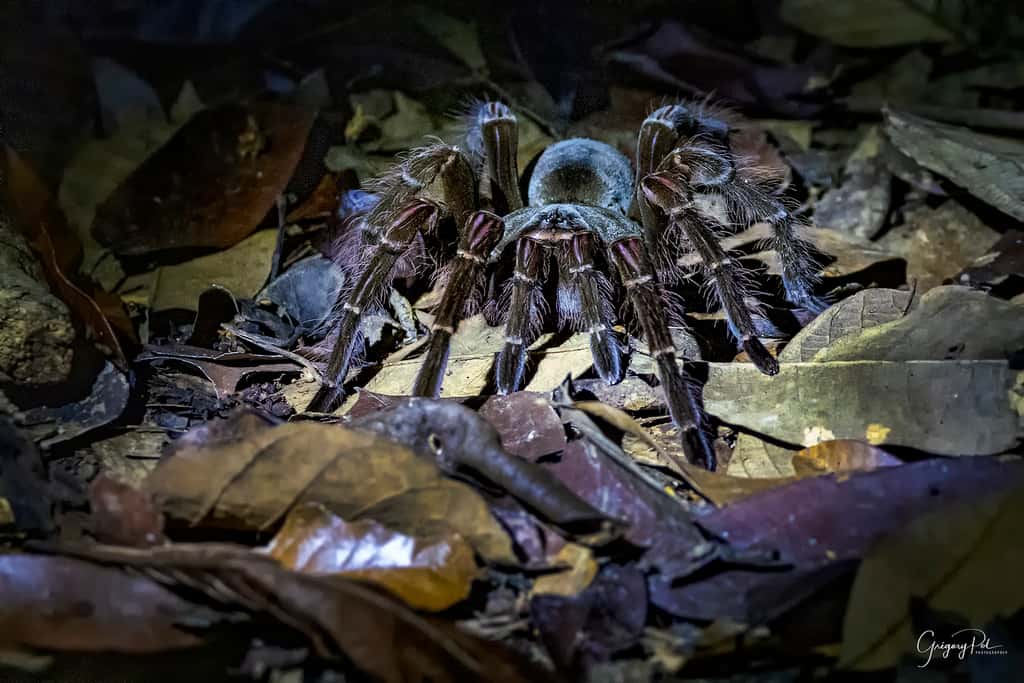 Une mygale Goliath photographiée en Guyane française par Grégory Pol. Une araignée qui ferait presque penser à un petit mammifère tant elle est grosse. © Grégory Pol, Tous droits réservés