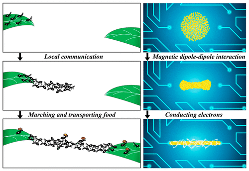 Les chercheurs de l’université de Hong Kong qualifient leur méthode de technique du <em>« micro essaim »</em>, le micro essaim en question étant constitué de nanoparticules d’oxyde de fer enrobées d’or. © Dongdong Jin, Université de Hong Kong
