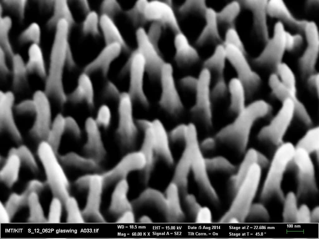 L'aile du Greta Oto possède des nanostructures de différentes tailles, distribuées de manière irrégulière. Cette particularité permet une faible réflexion de la lumière, quel que soit l’angle sous lequel l'aile est regardée. © Hasan Radwanul Siddique, KIT