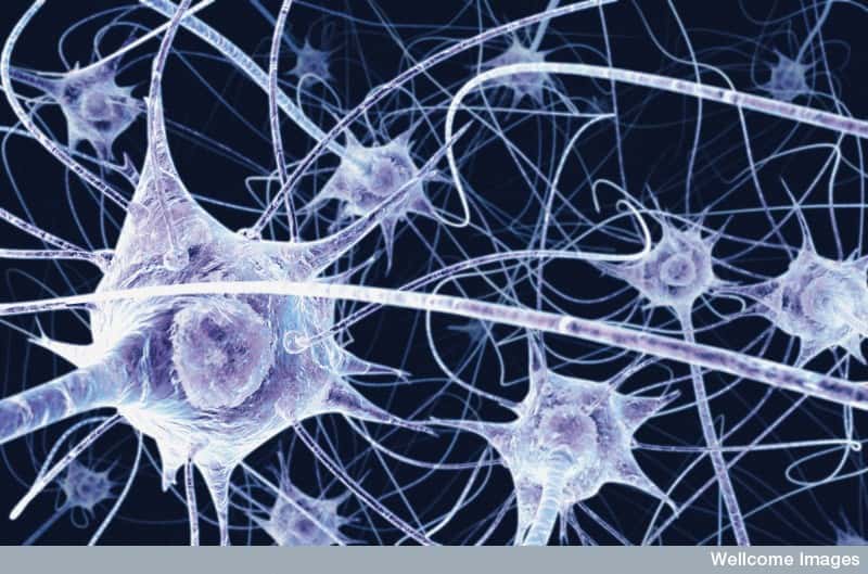 Les neurones communiquent entre eux à travers un vaste réseau. Lorsqu'ils commencent à mourir sous l'effet de prions et autres protéines mal formées, le réseau se désunit, et cela entraîne une perte des capacités cognitives. © Benedict Campbell, Wellcome Images, Flickr, cc by nc nd 2.0