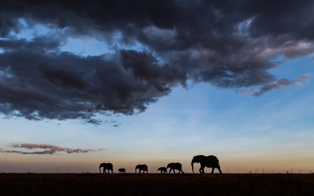 L’éléphant reste l’un des chouchous des amoureux de la nature et des photographes. Mais il est menacé. Il est chassé pour son ivoire ou sa viande ou bien mis en difficulté par la disparition de son habitat. Et parfois en conflit avec les populations humaines. <em>« Nous devons tous nous mobiliser pour le protéger »</em>, souligne Paula Kahumbu, fondateur de <em>Wildlife Direct</em>. © Gurcharan Roopra, <em>New Big 5</em>