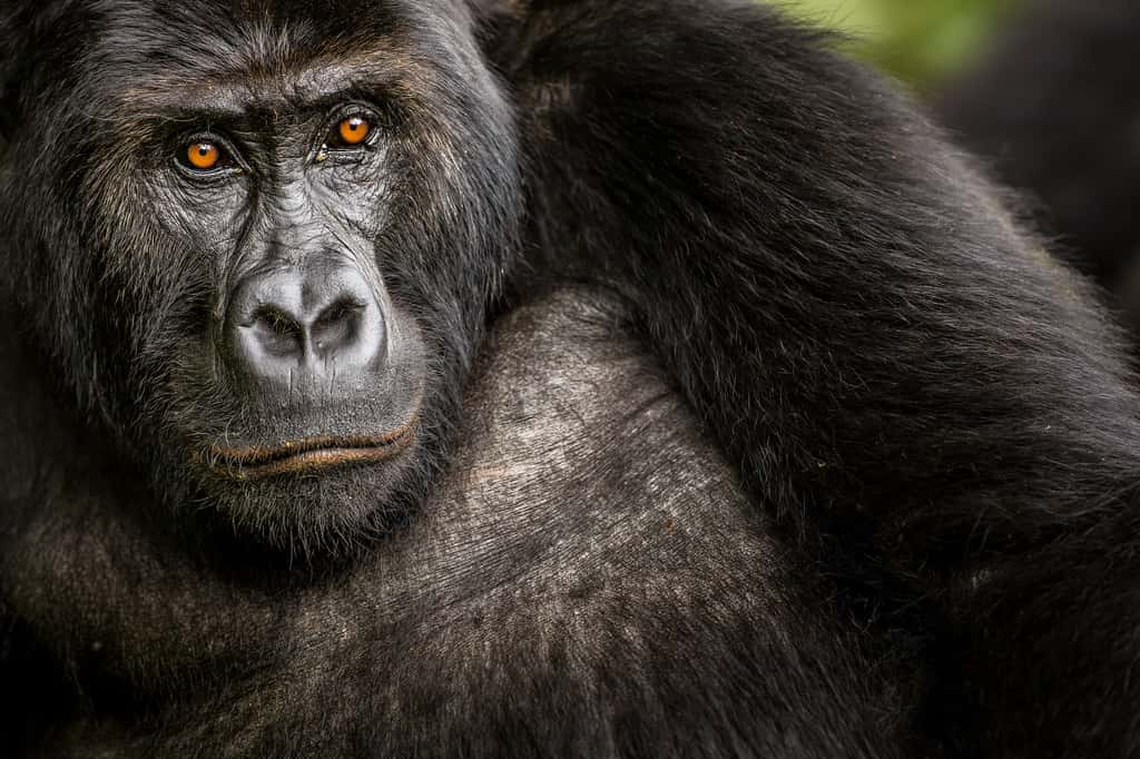 Le gorille ne faisait pas partie du Big Five originel. <em>« Mais les gorilles sont des animaux tellement incroyables, intelligents et affectueux</em>, remarque Tara Stoinski, P.-D.G. du <em>Dian Fossey Gorilla Found</em>. <em>Si certaines populations sont en danger, d’autres revivent. Elles sont la preuve que les actions de conservation peuvent porter leurs fruits ».</em> © Marcus Westberg, <em>New Big 5</em>