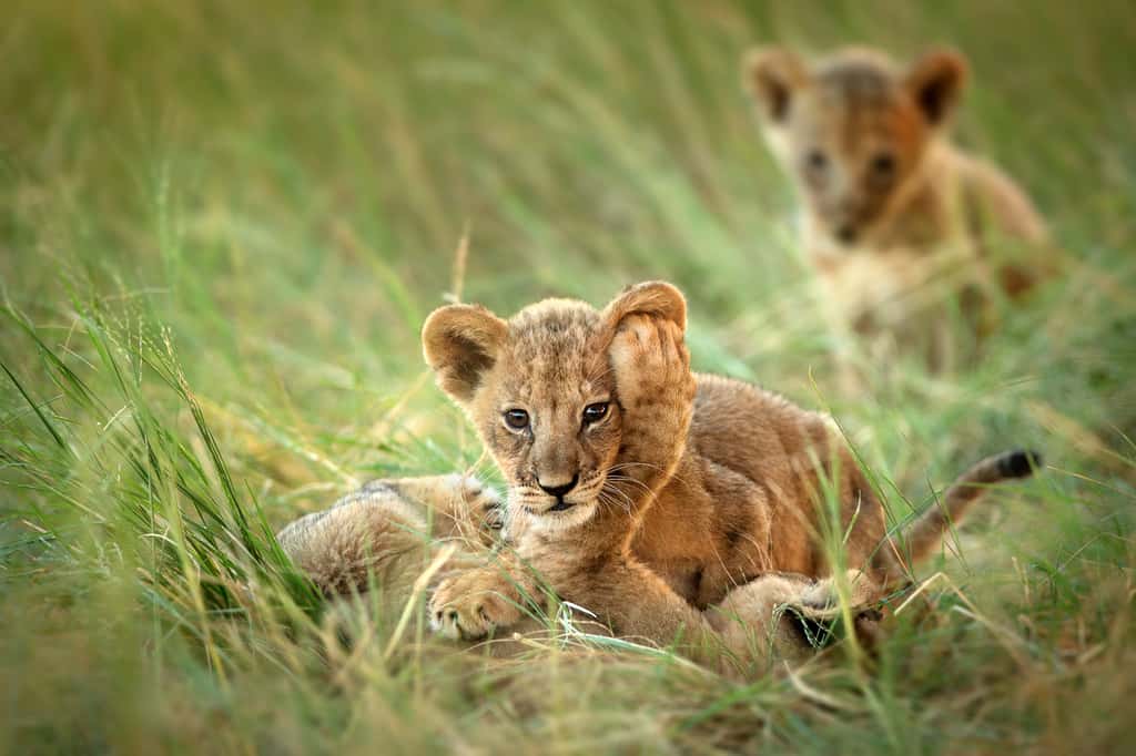 Il ne reste aujourd’hui plus que 20.000 lions en Afrique. C’est 80 à 90 % de moins que par le passé. <em>« Ils sont le symbole de ce que </em>"sauvage"<em> veut dire. Nous ne pouvons pas les laisser mourir »</em>, commente Shivani Bhalla, fondateur de <em>Ewaso Lions</em>. © Carole Deschuymere, <em>New Big Five 5</em>