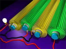 Schéma montrant les fibres de Kevlar hérissées de nanofibres d'oxyde de zinc, recouvertes d'or (en jaune) ou non (en vert). Ces fibres peuvent être tissées en fils. Les mouvements du corps génèrent de l'électricité. En appliquant des photoanodes, les chercheurs ont pu rendre le textile capable de récupérer aussi l'énergie de la lumière. © Z. L. Wang et X. D. Wang, <em>Georgia Tech</em>