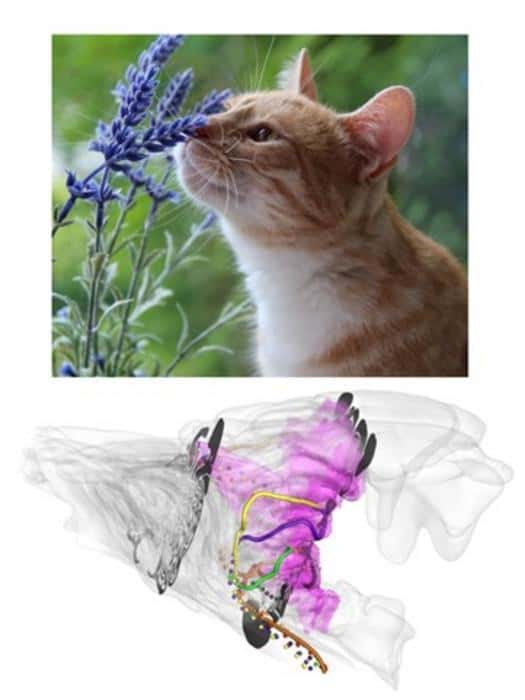Des chercheurs de l’université de l’État de l’Ohio (États-Unis) ont utilisé un modèle 3D pour découvrir que le nez des chats domestiques peut fonctionner comme un équipement d’analyse chimique très efficace. © Pxfuel (CC0) et Wu Z, et <em>al.</em>, 2023, <em>PLOS Computational Biology</em>, CC-by 4.0 