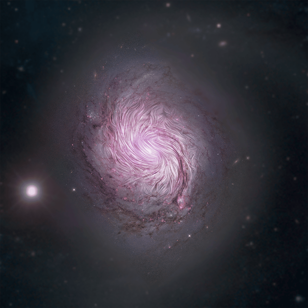 Sur cette image sont représentées les lignes de champs magnétiques superposées à une composition en lumière visible et rayons X de la galaxie spirale MGC 1068. Les champs magnétiques s’alignent sur les bras spiraux sur toute leur longueur. © Nasa, Sofia, JPL-Caltech, <em>Roma Tre Univ.</em>