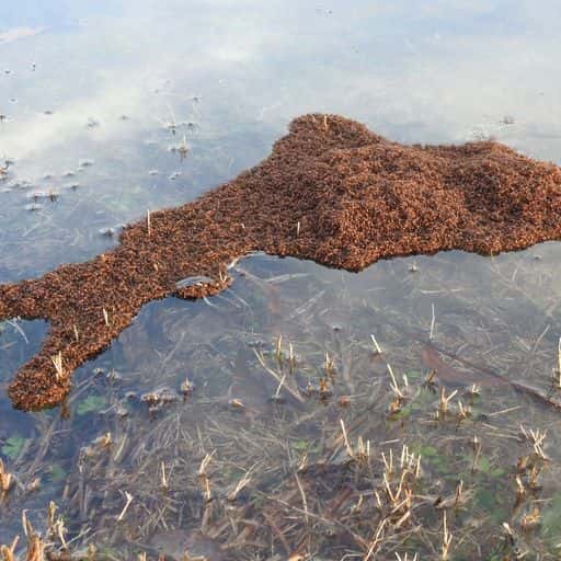 Un exemple de nid de fourmis de feu découvert par les chercheurs en Sicile. © Sam Kieschnick, <em>Institut de Biologia Evolutiva</em>