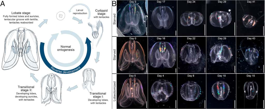 Ici, les stades de développement ordinaire des noix de mer (<em>Mnemiopsis leidyi</em>) et leur développement inverse. © <em>Proceedings of the National Academy of Sciences</em>