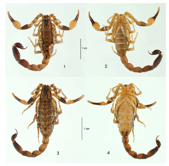 <em>Lychas aberlenci sp. n.</em>, une nouvelle espèce de scorpion découverte dans la canopée de la forêt tropicale de la province laotienne de Khammouane. © Wilson R. Lourençon, Muséum national d'histoire naturelle