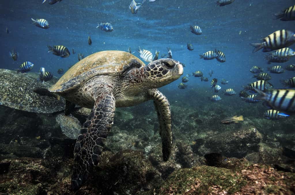  Les eaux profondes des Galapagos favorisent des habitats les plus diversifiés de l'archipel et permettent la biodiversité des îles. © Longjourneys, Adobe Stock