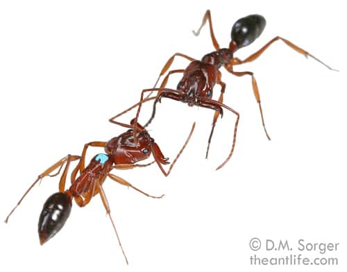  De couleur jaune à noir, les fourmis <em>Odontomachus</em> présentent une diversité d'habitat, autant à l'aise en forêt, dans des souches de bois en décomposition qu'en ville, dans les fondations de maisons. © Magdalena Sorger