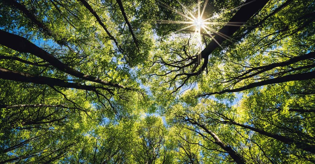 Pour Noël, pourquoi ne pas offrir des arbres ? © Stephen Davies, Adobe Stock