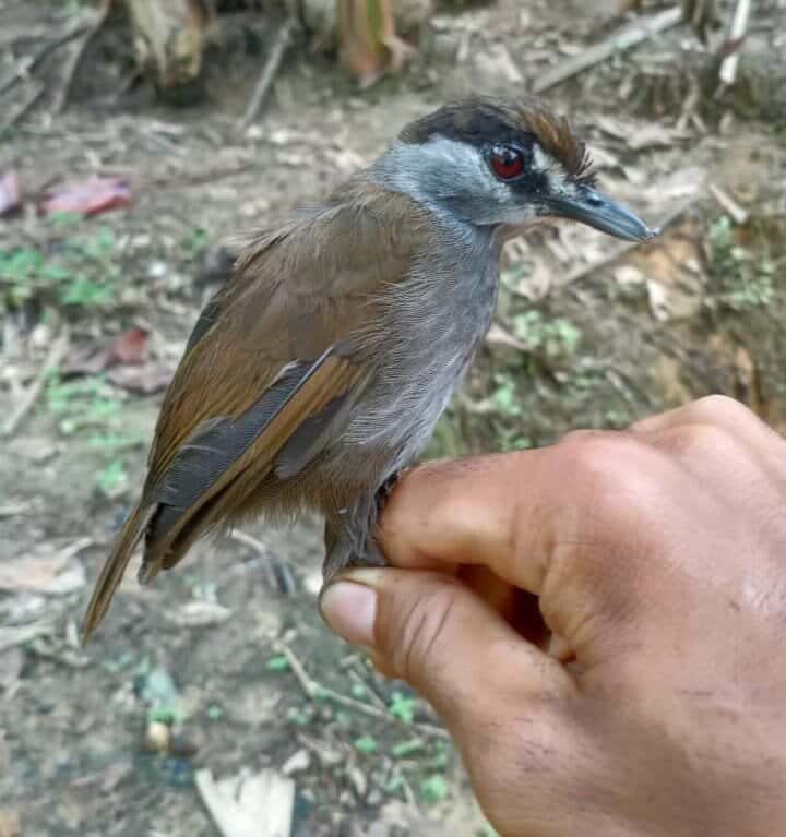 Des chercheurs ont retrouvé du côté de l’île de Bornéo, un oiseau qu’ils pensaient disparu. © BordingASIA
