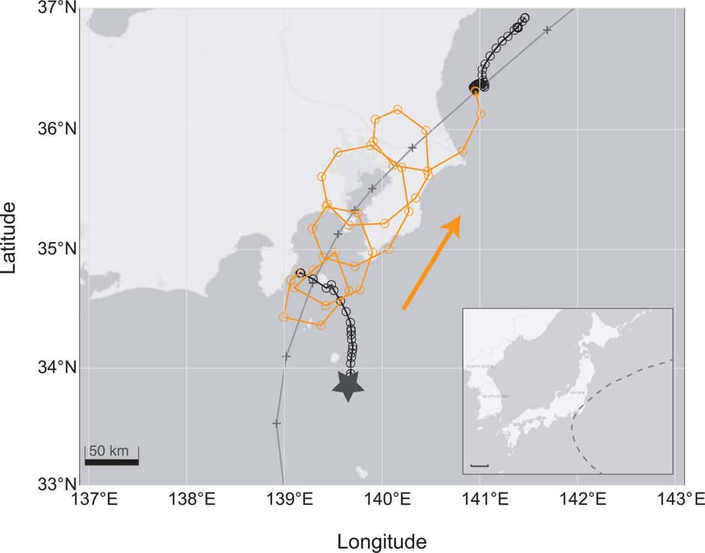 C’est le tracé du drôle de voyage d’un oiseau marin pris dans un typhon. © Kozue Shiomi, Université de Tohoku