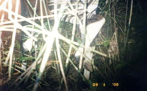Deux jambes arrière furtivement photographiées par une caméra automatique. Zébrées en noir et blanc, elles trahissent sans doute possible son propriétaire : un okapi, ce curieux cousin de la girafe. Crédit : WWF (reproduction libre)