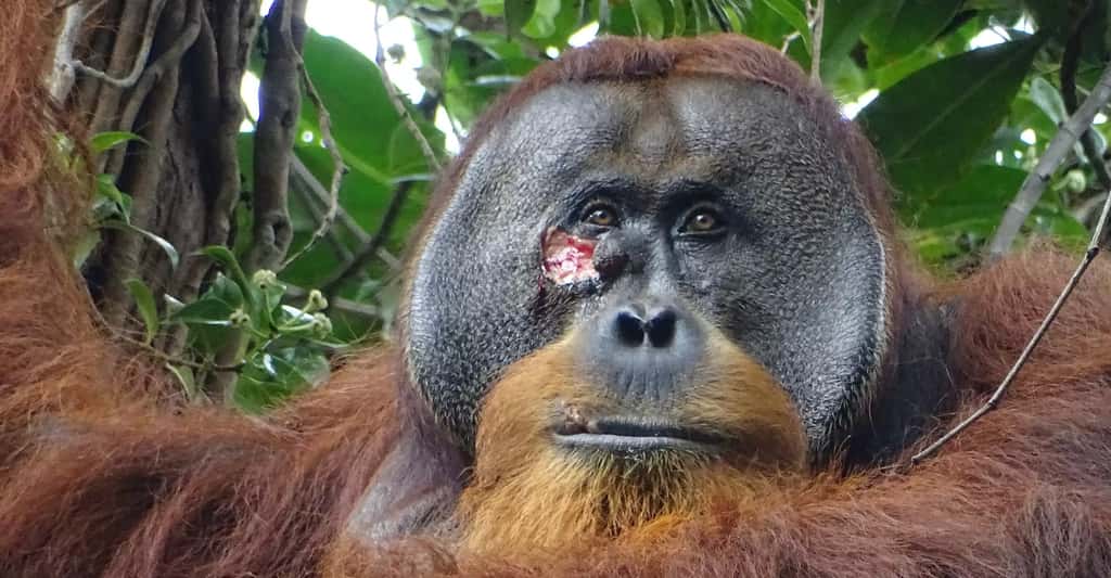 Des chercheurs ont observé un orang-outan blessé au visage soigner sa plaie à l’aide d’une plante biologiquement active. Une première ! © Armas, Suaq Project