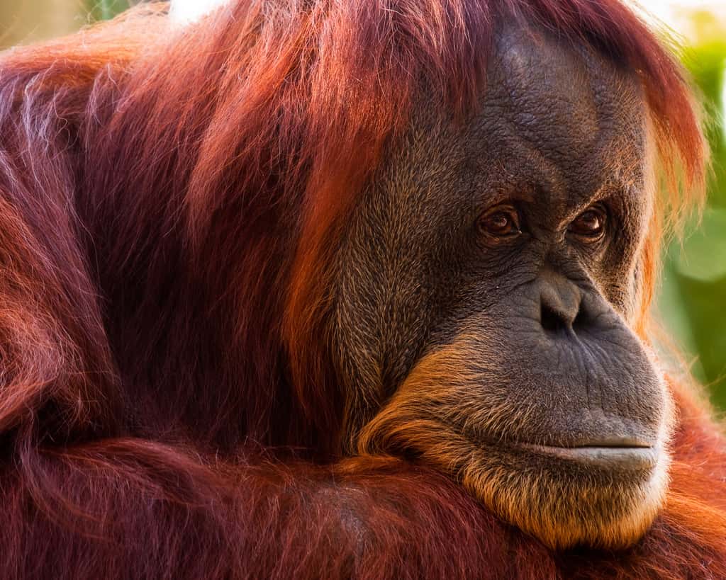 Les orangs-outans appartiennent à la famille des hominidés, comme l'Homme. Ils mesurent entre 1,1 m et 1,4 m de haut, pèsent 40 à 80 kg et peuvent vivre 30 à 40 ans. © davidandbecky, Flickr, CC by-nc-nd 2.0