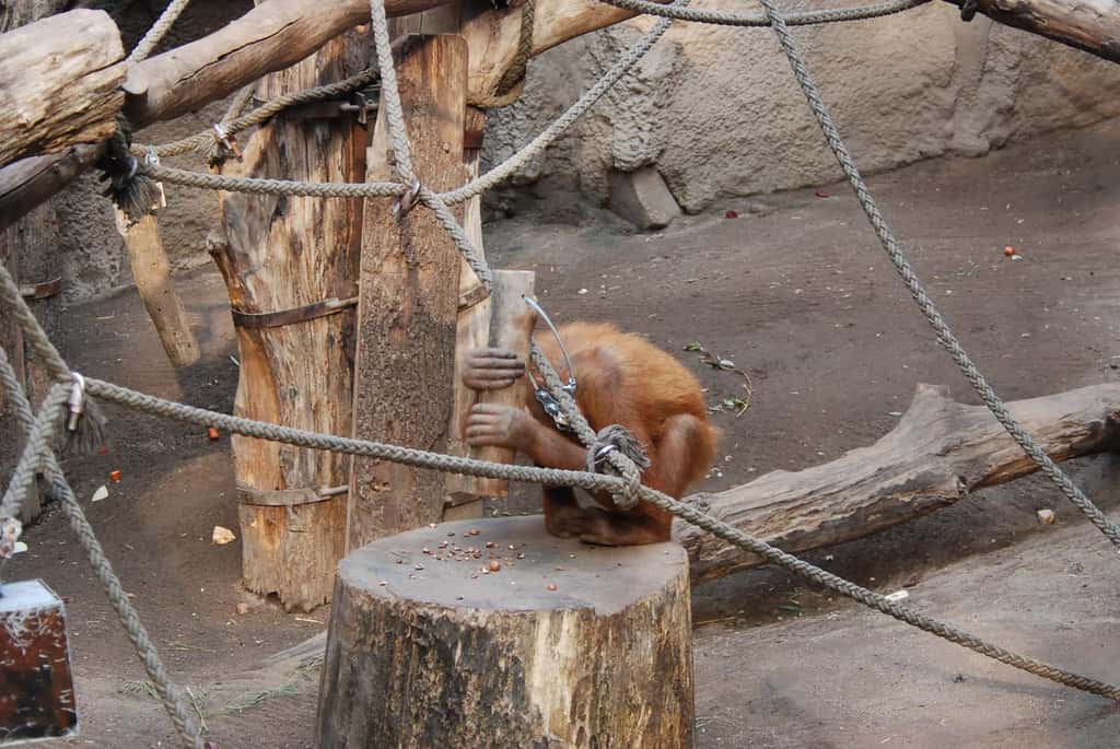 Padana, une femelle orang-outan du zoo de Leipzig (Allemagne) a appris toute seule à utiliser un outil pour casser des noix. Elle a continué, même après la fin de l’étude menée par les chercheurs. © Université de Tübingen
