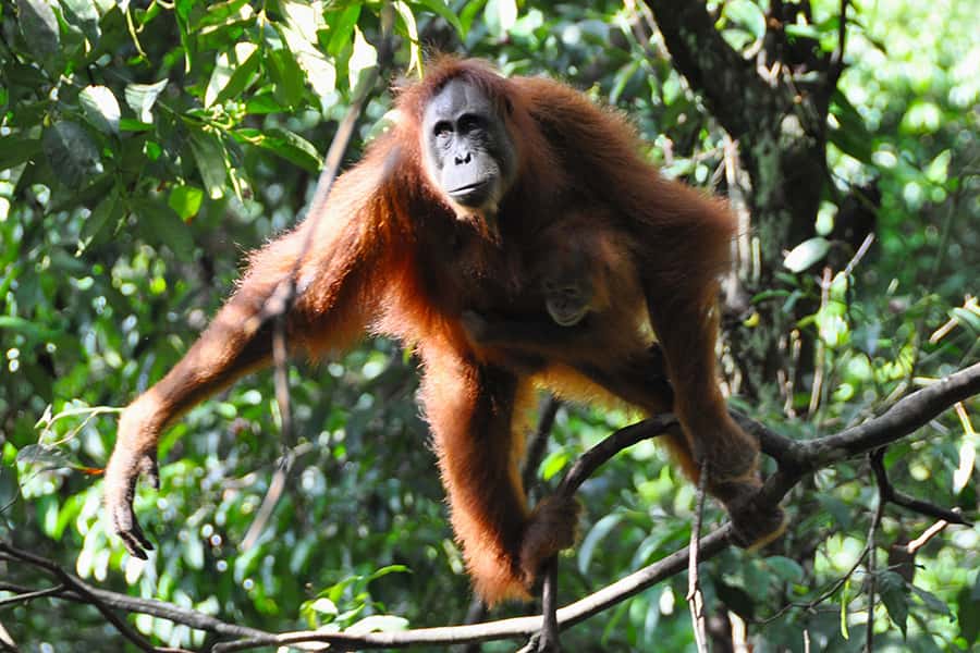 La femelle orang-outan élève seule son petit, en cherchant souvent à rester à proximité du mâle dominant, auprès duquel elle trouve du réconfort et qui lui évite les tentatives de viol de jeunes mâles ambitieux. © Drriss &amp; Marrionn, Flickr, cc by nc sa 2.0