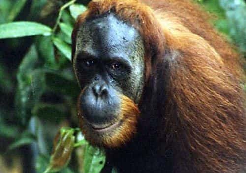 L'orang-outan, quatre fois répertorié primate en danger d'extinction. Crédit IUCN/SSC