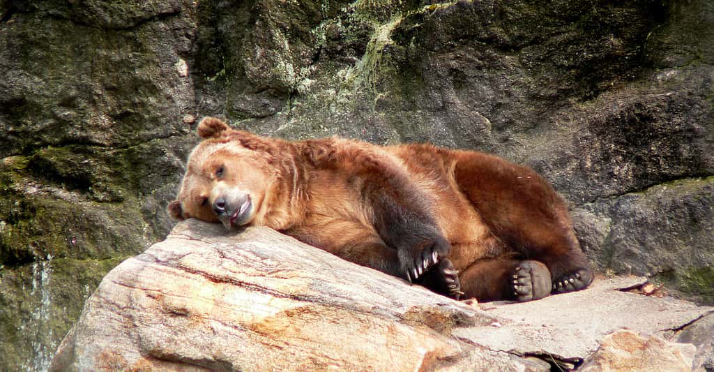 Les travaux menés par les chercheurs sur l’hibernation appliquée aux astronautes sur le modèle de l’ours pourraient bénéficier à des malades sur Terre qui nécessitent des interventions chirurgicales lourdes et longues. © Robert Lupano, Adobe Stock