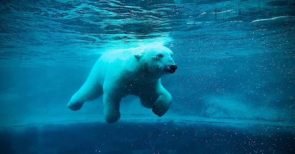 Deux des ours polaires étudiés par les chercheurs de l’université de l’État de Washington (États-Unis) sont allés chercher de la nourriture en mer. Ils n’y ont trouvé que des carcasses. Et se sont montrés incapables de les manger en nageant ni même de les ramener à terre pour les dévorer. © Adrian Niculcea, Adobe Stock