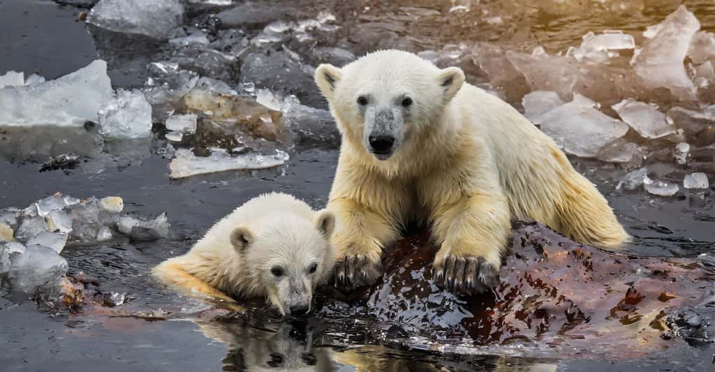 Des chercheurs préviennent que des marées noires en Alaska pourraient être fatales aux ours polaires. © Image générée par une IA, Adobe Firefly