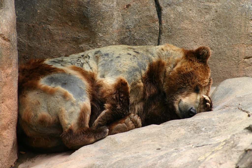 L’ours est souvent considéré à tort comme un animal hibernant. Il arrive à fortement diminuer son rythme cardiaque, mais sa température reste relativement stable. On dit plutôt qu’il hiverne. © rhlinuxguy, Flickr, cc by nc nd 2.0